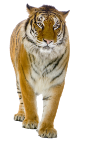 Tiger PNG image, free download, tigers-549